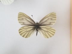 Pieris marginalis