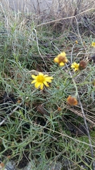 Senecio inaequidens