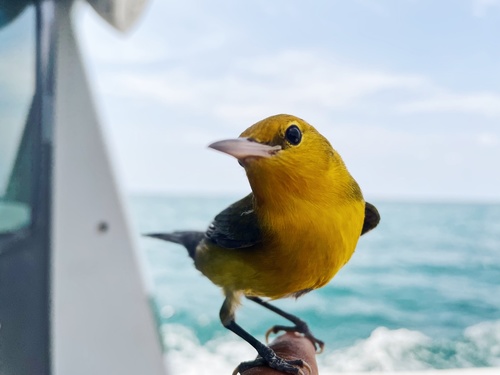 Prothonotary Warbler, Gulf of Mexico, FL, US, photo 9 of 10