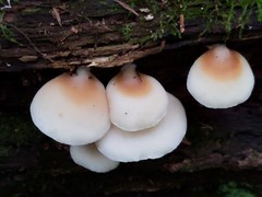Crepidotus stipitatus