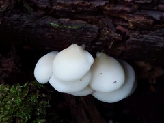 Crepidotus stipitatus