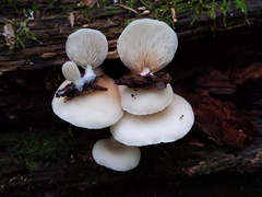 Crepidotus stipitatus