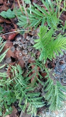 Tanacetum vulgare