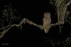 Strix chacoensis