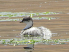 Podiceps occipitalis juninensis