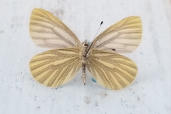 Pieris marginalis