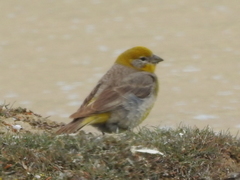 Sicalis uropygialis