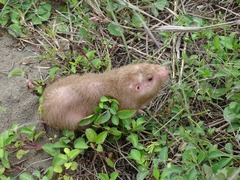 Heterogeomys hispidus