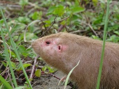 Heterogeomys hispidus
