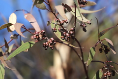 Eucalyptus urna