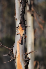 Eucalyptus urna