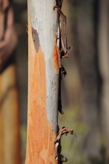 Eucalyptus urna