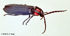 Pyractonema