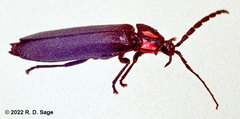 Pyractonema
