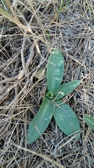 Ophrys sphegodes massiliensis