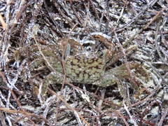 Geograpsus lividus