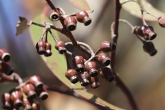 Eucalyptus urna