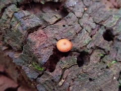 Galerina triscopa