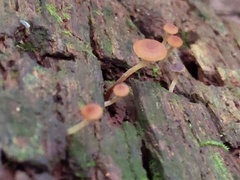 Galerina triscopa