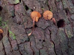 Galerina triscopa