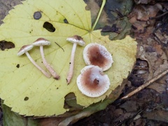 Lepiota umbrosa