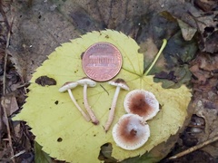 Lepiota umbrosa