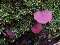 Callistosporium purpureomarginatum