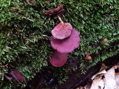 Callistosporium purpureomarginatum
