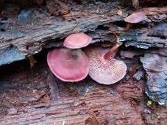 Callistosporium purpureomarginatum