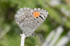 Philotes sonorensis sonorensis