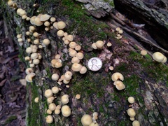Hypholoma subviride