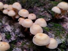 Hypholoma subviride