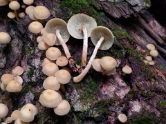 Hypholoma subviride