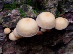 Hypholoma subviride