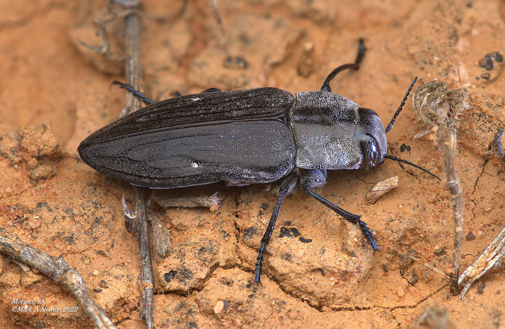 Merimna atrata