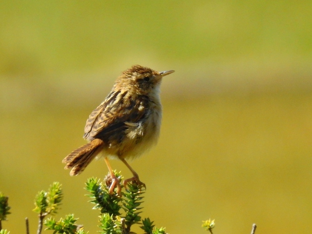 Grass Wren illustration