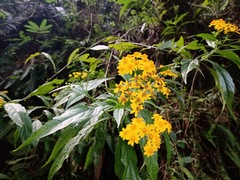 Tetrachyron manicatum