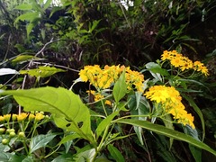 Tetrachyron manicatum