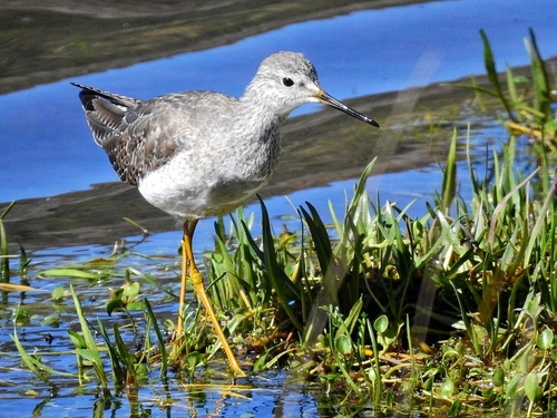 Kleine Geelpootruiter