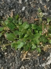 Dichondra micrantha