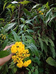 Tetrachyron manicatum