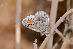 Philotes sonorensis sonorensis