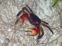 Neosarmatium meinerti