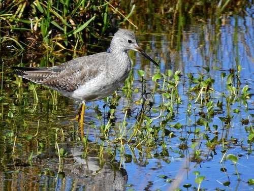 Lesser Yellowlegs, Parqueadero Limpiopungo, Ecuador, photo 10 of 10