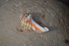 Tonnoidea