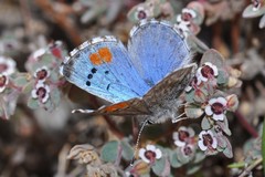 Philotes sonorensis sonorensis