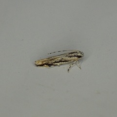 Melanocinclis lineigera