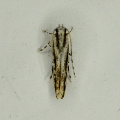 Melanocinclis lineigera