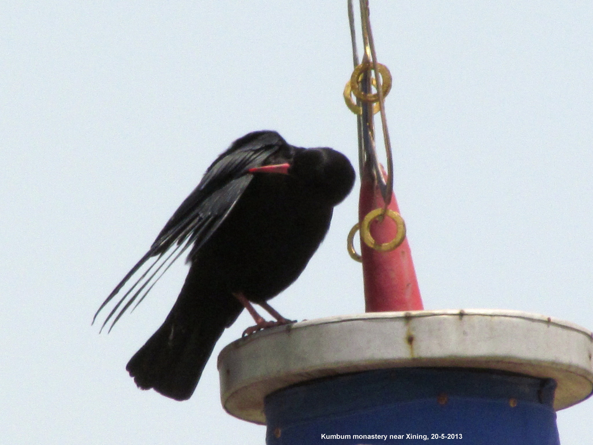 Red-billed Chough