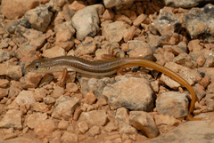 Eumeces schneiderii